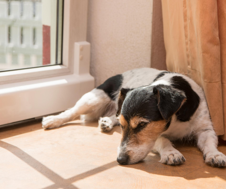 les chiens peuvent développer le blues de la rentrée