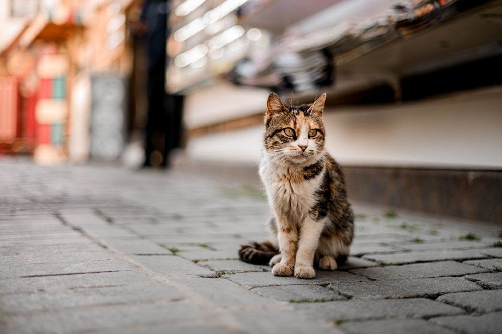 chat errant puces