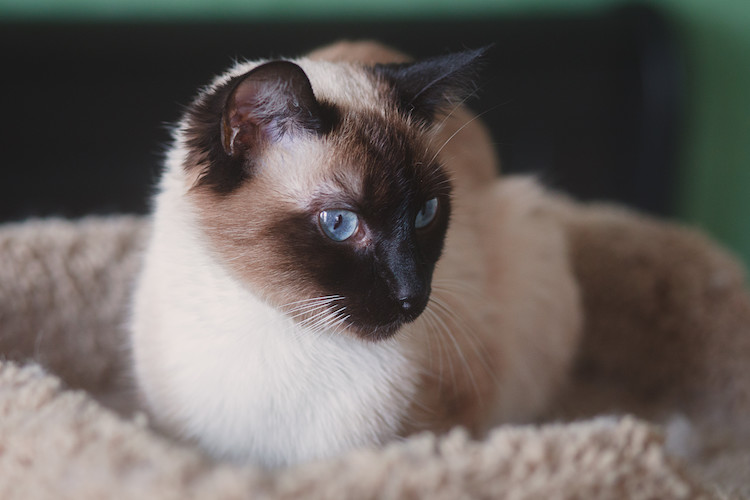 chat siamois et diabète