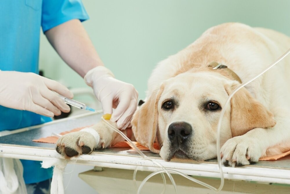 cuantos ml de agua debe beber un cachorro