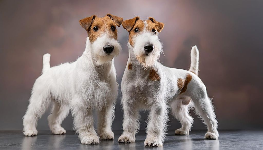 Fox Terrier