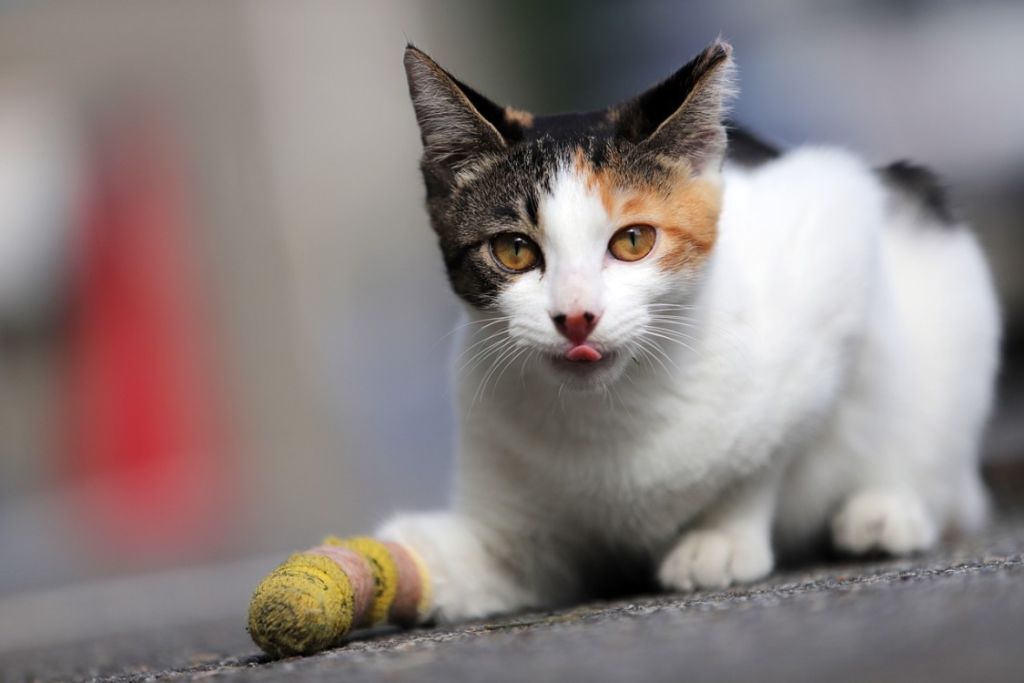 Chat blessé à la patte