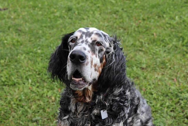 Setter anglais