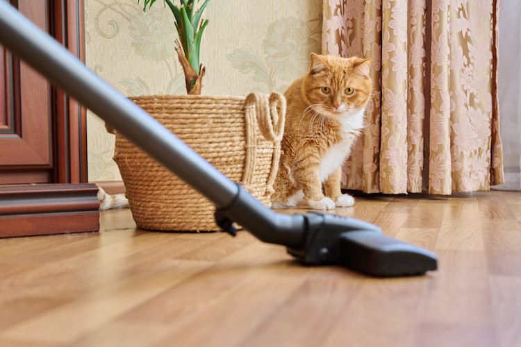 aspirateur pour prévenir l'allergie aux chats