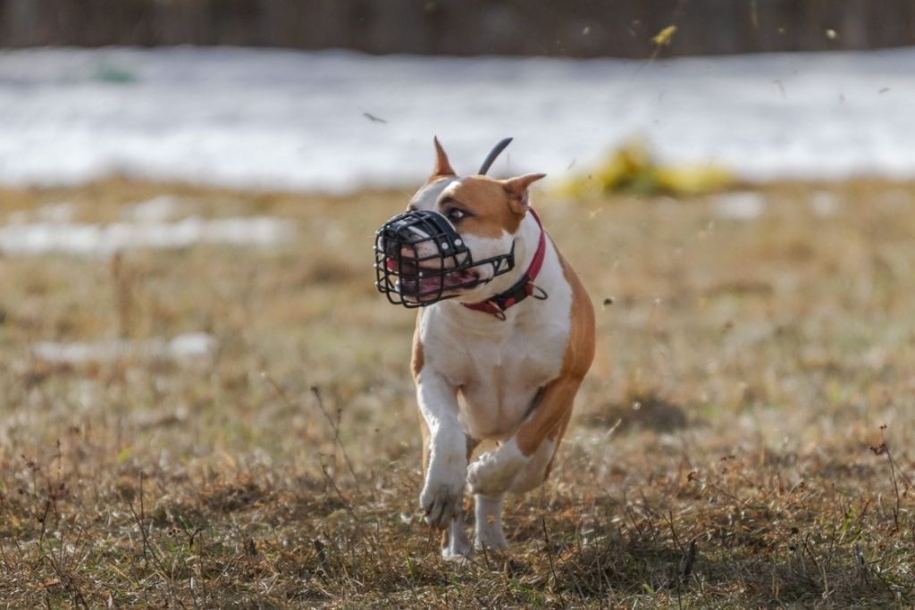 pit-bull muselé