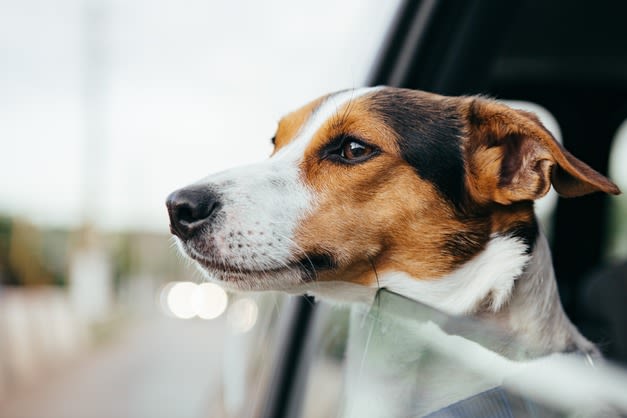 SV - tête à l'air chien