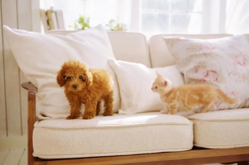 Chien et chat virtuels sur Nintendo : quand un vétérinaire comportementaliste teste un jeu - Dossiers - Chien