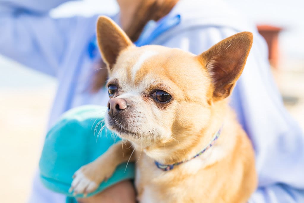 Leukämiesymptome sind oft unspezifisch.