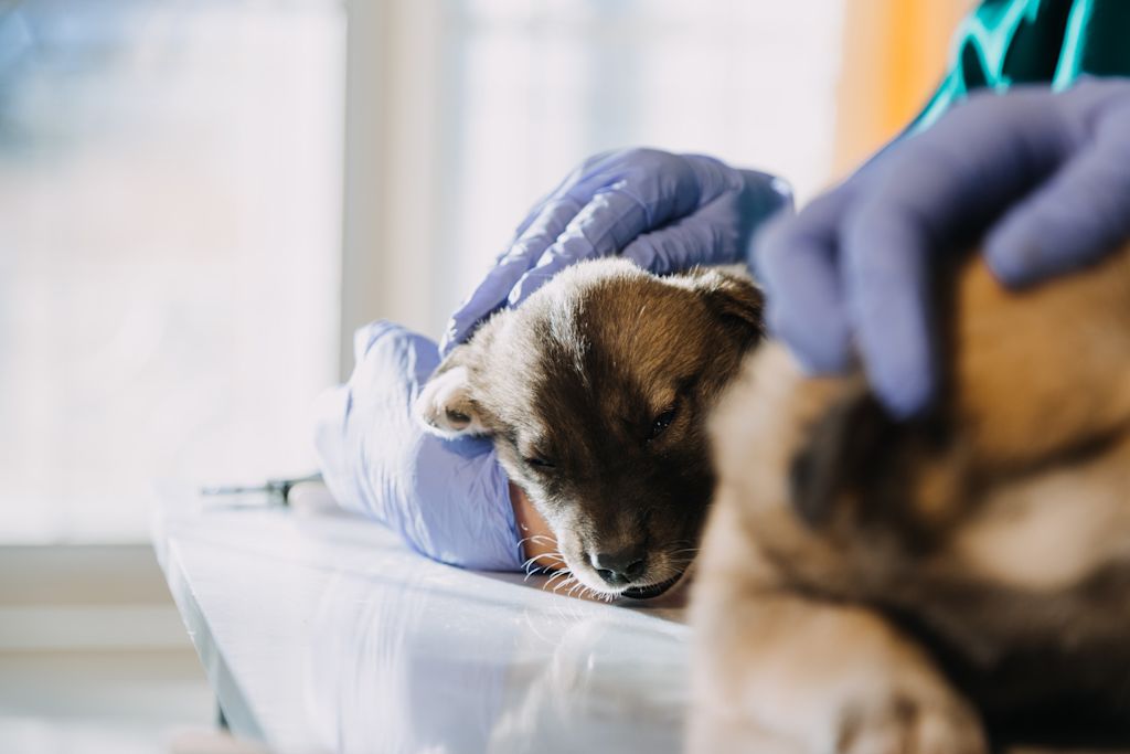 chiot hospitalise herpesvirose