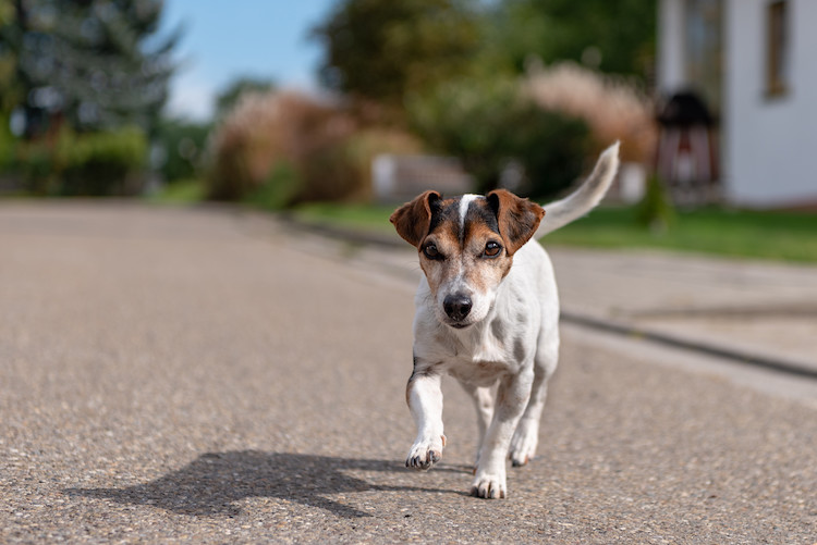 usure des griffes du chien