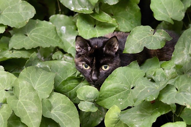 Chat dans les arbres