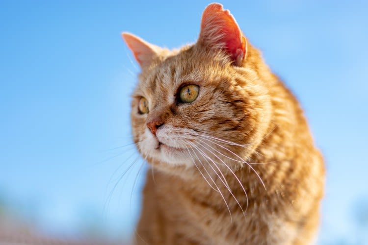 Chat coup chaleur