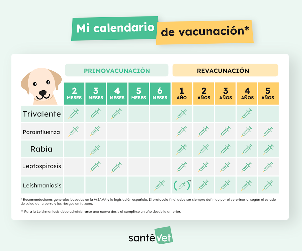 SVES - Infographie - Calendrier Vaccination Chien