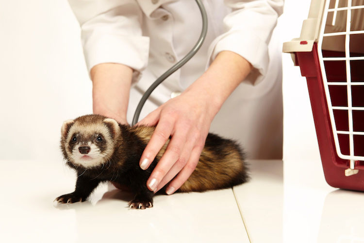 strerilisation_castration_implant_furet