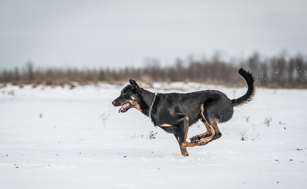 course de beauceron