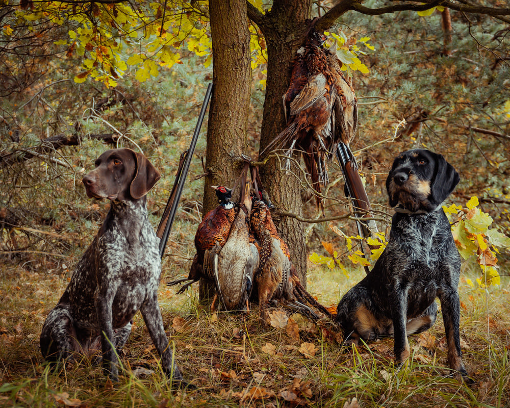 Los perros de caza y el seguro de responsabilidad civil