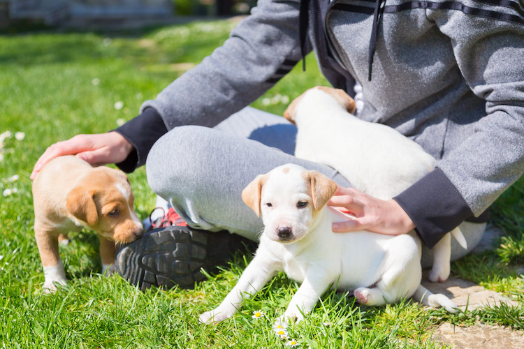 prévention maladie de Carré chez le chiot