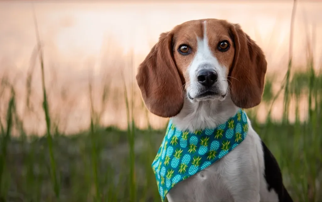 Chien beagle avec bandana