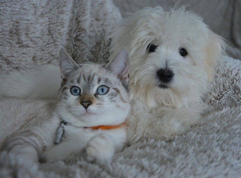 chien et chat