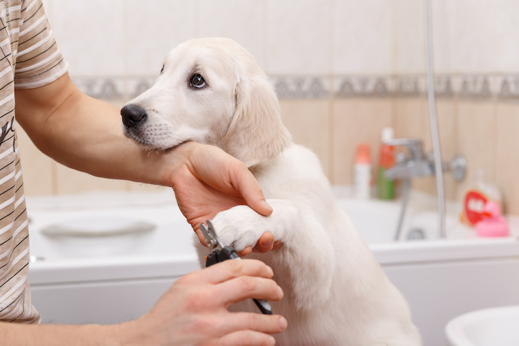 couper les griffes du chien