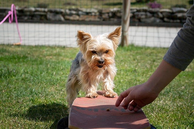 Petit chien
