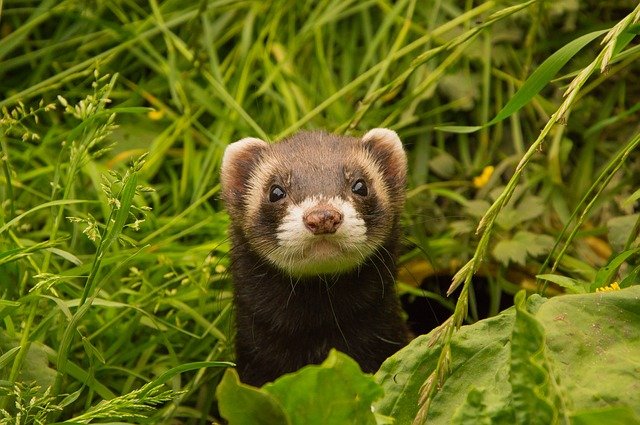 Rencontre avec le furet Furet NAC Sant vet