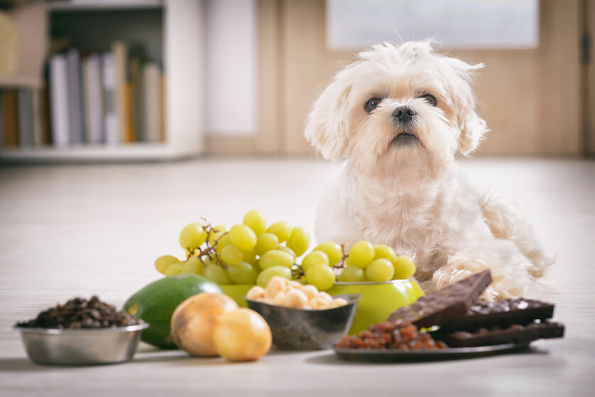 que debe contener la comida para perros