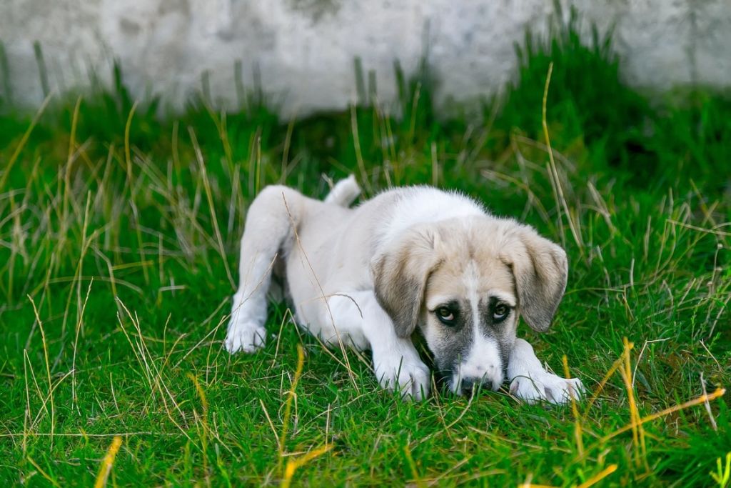 Chien malade