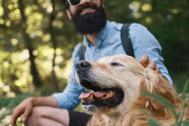 Transmission de la leishmaniose du chien à l'homme