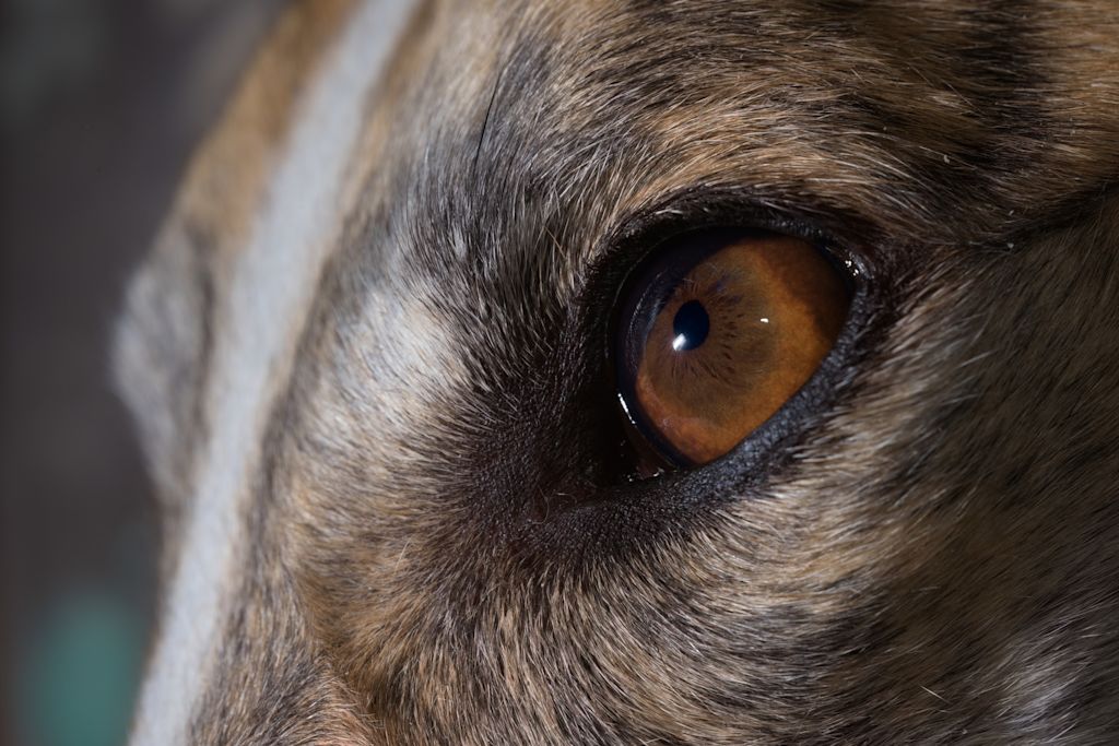 maladie yeux chien greyhound