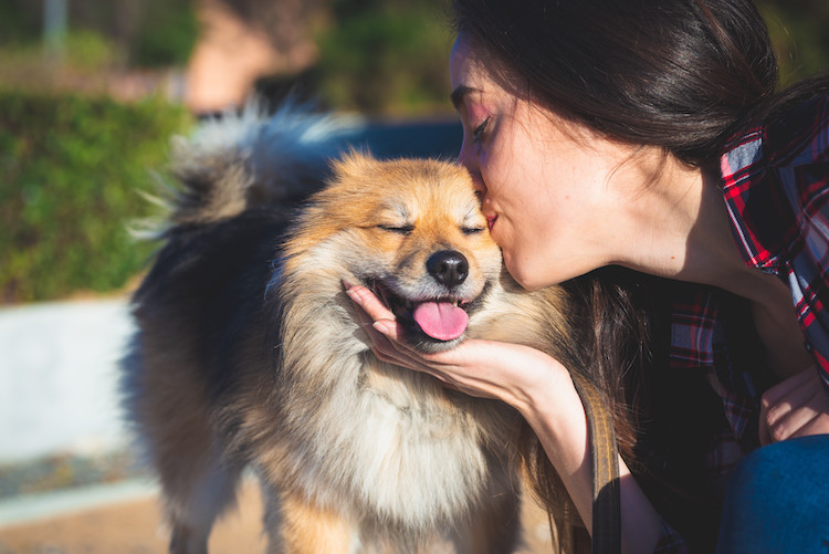 entretenir et récompenser son chien