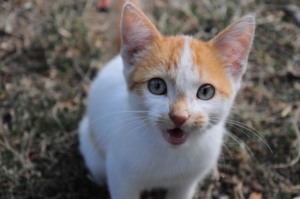 chat roux et blanc miaule