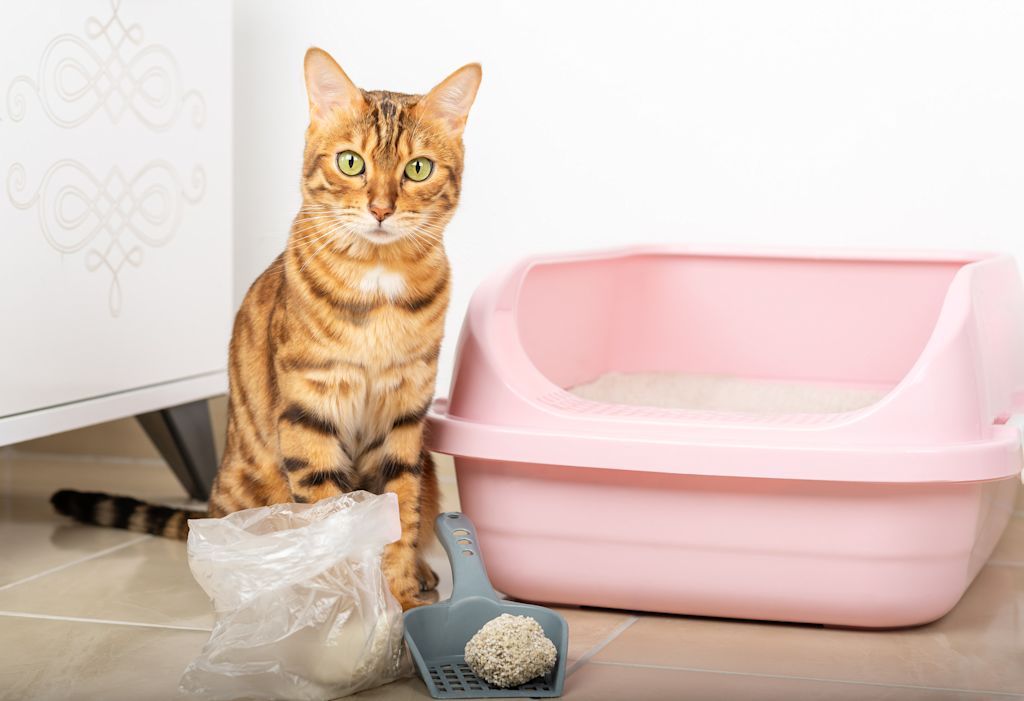 chat interieur litiere