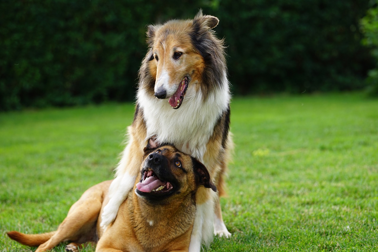 Chiens qui jouent