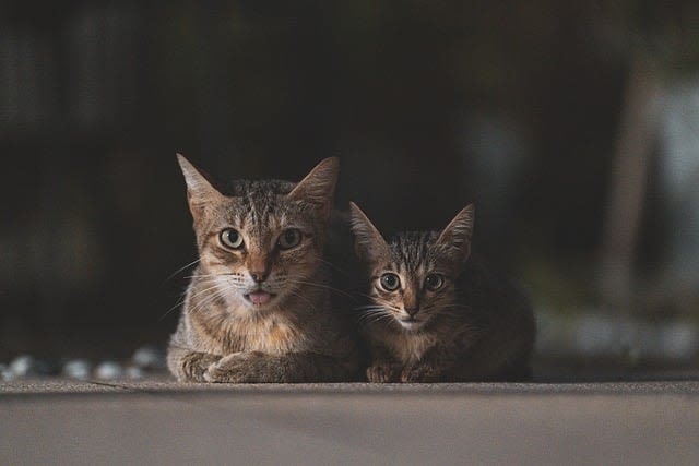 Chat et chaton