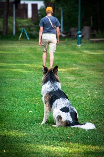 hund bleib übung