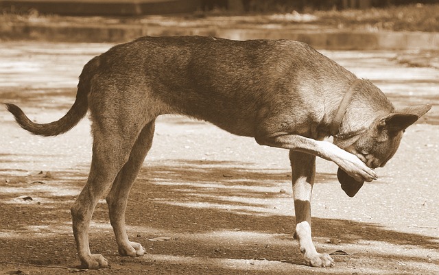 chien qui se gratte