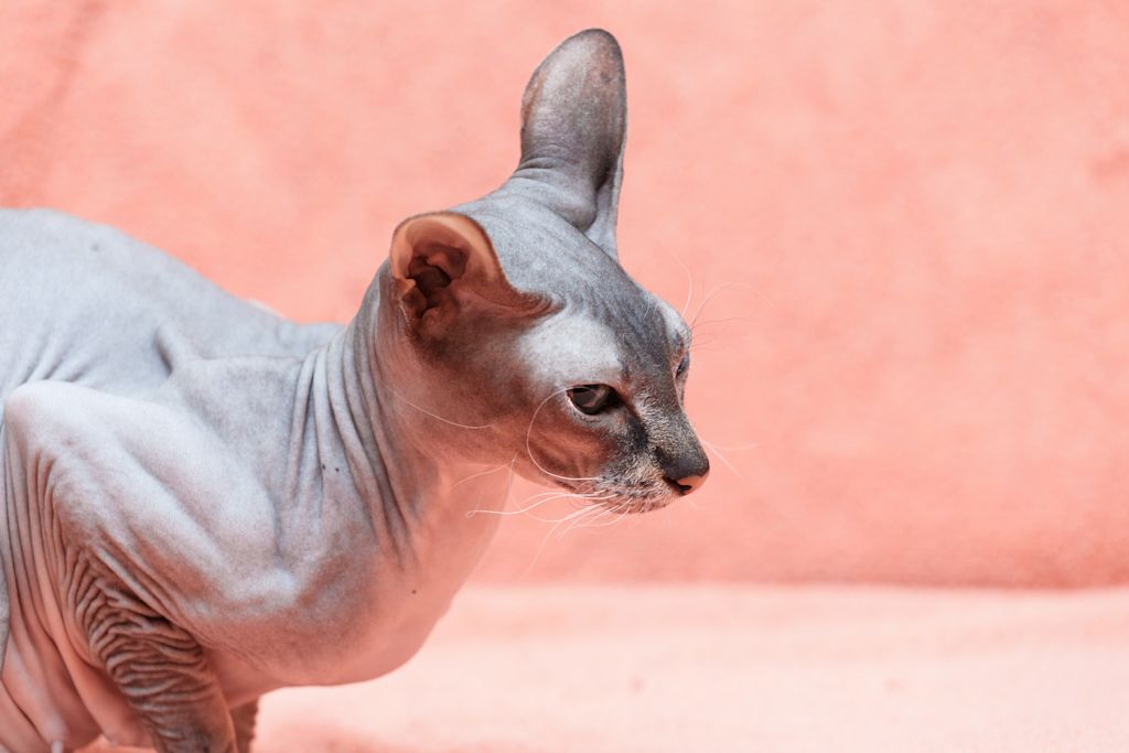 chat sans poil donskoy