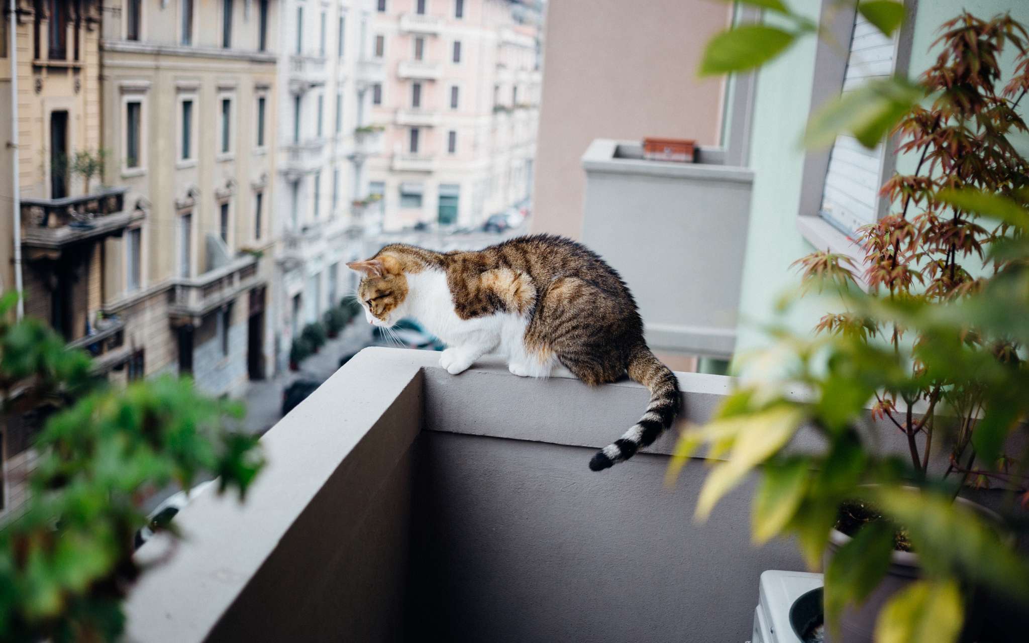 pet policy homestay