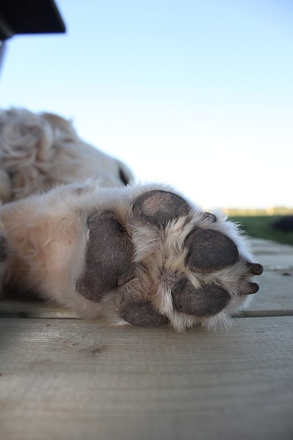 soins des coussinets du chien