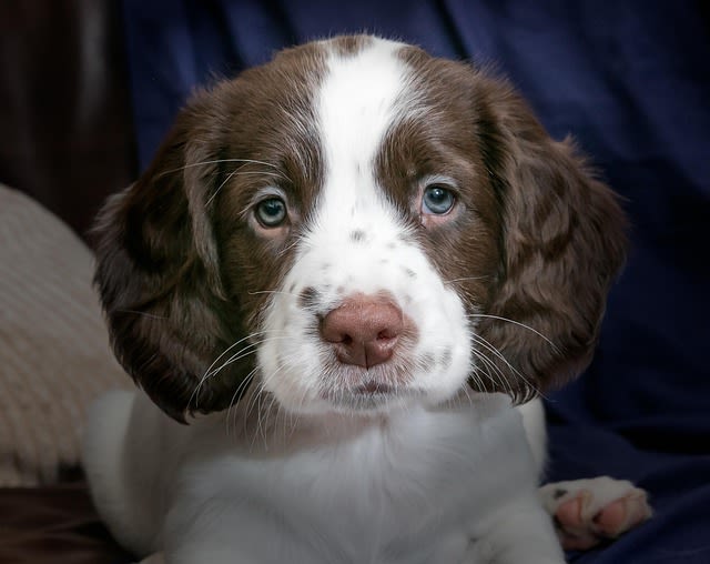 Chiot Epagneul