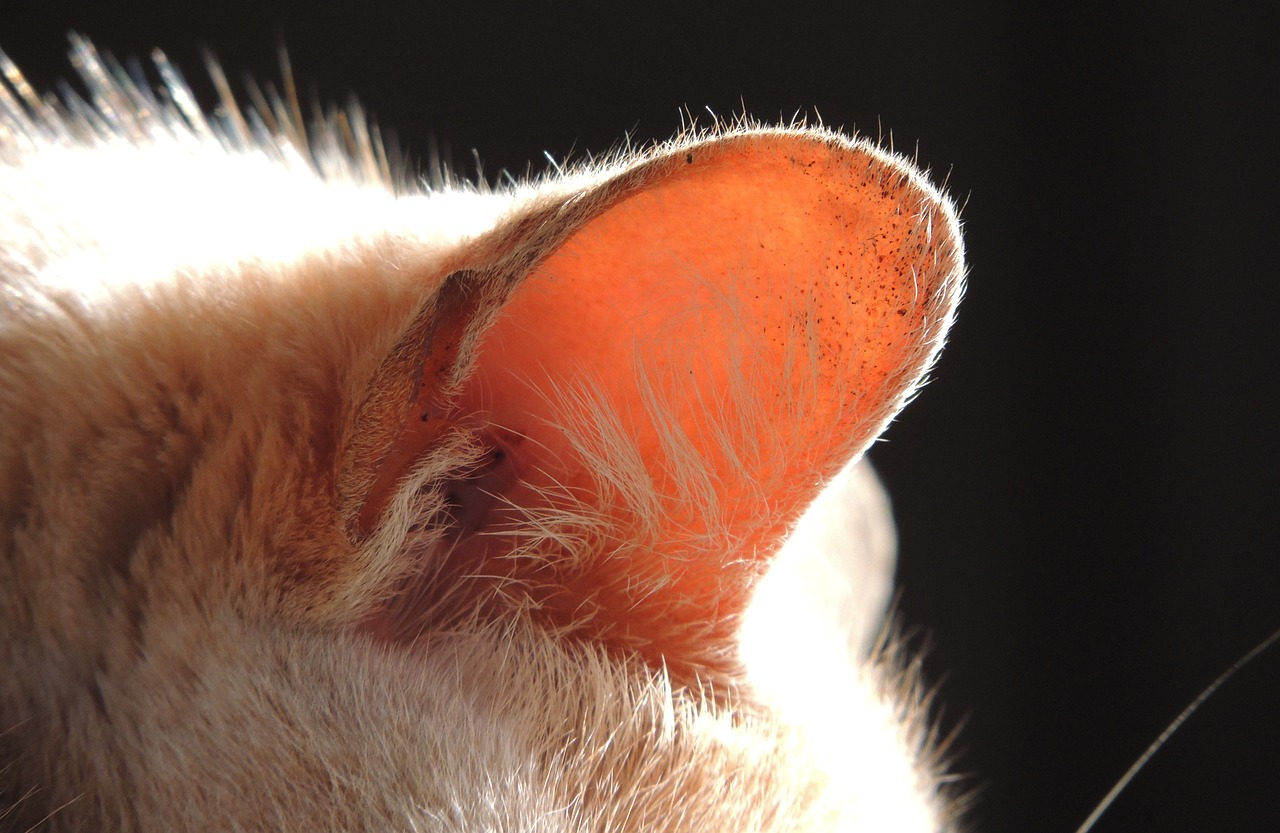 Oreille-chat