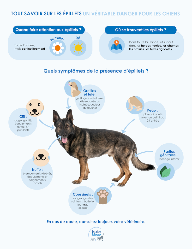 Où se logent les épillets chez le chien