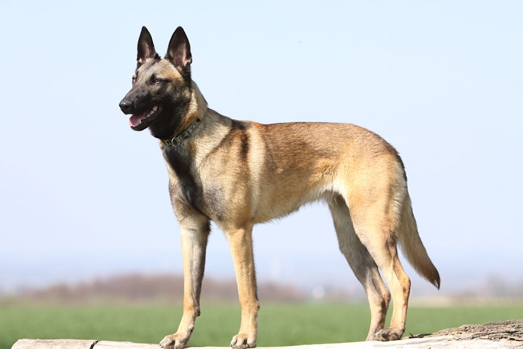 herder soorten hond