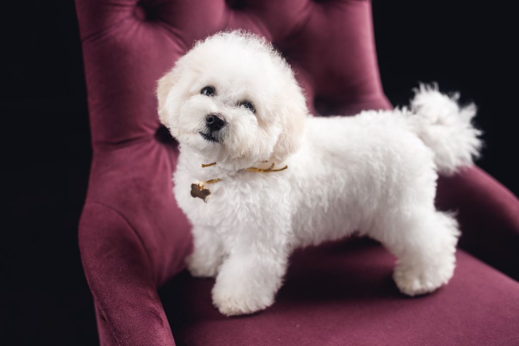 bichon frise