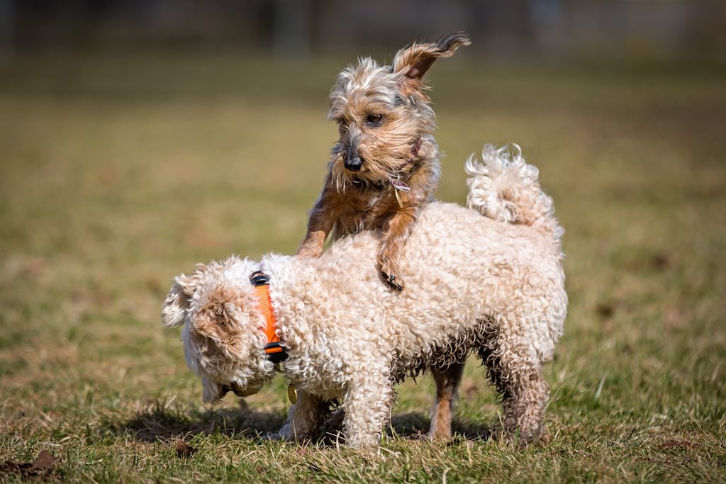chien qui monte sur le dos d un autre chien