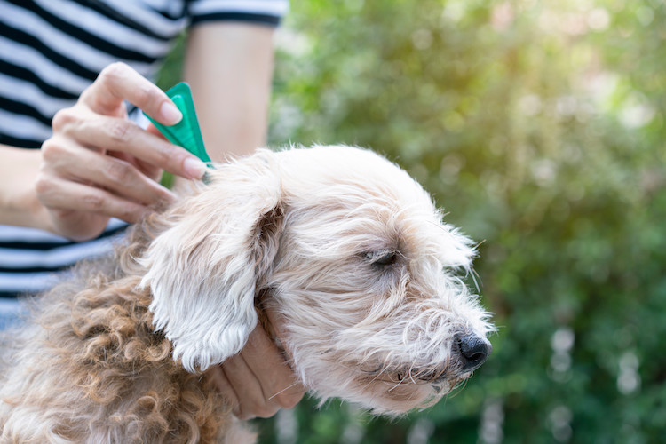 antiparasitaire pipette pour chien