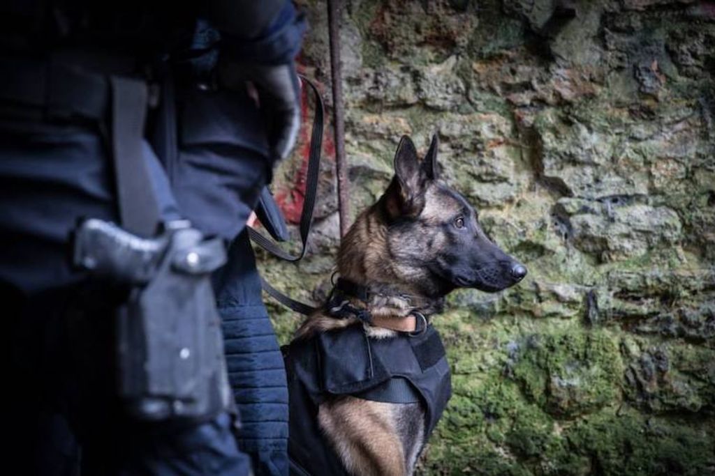 Chien et GIGN-TIM-GIGN