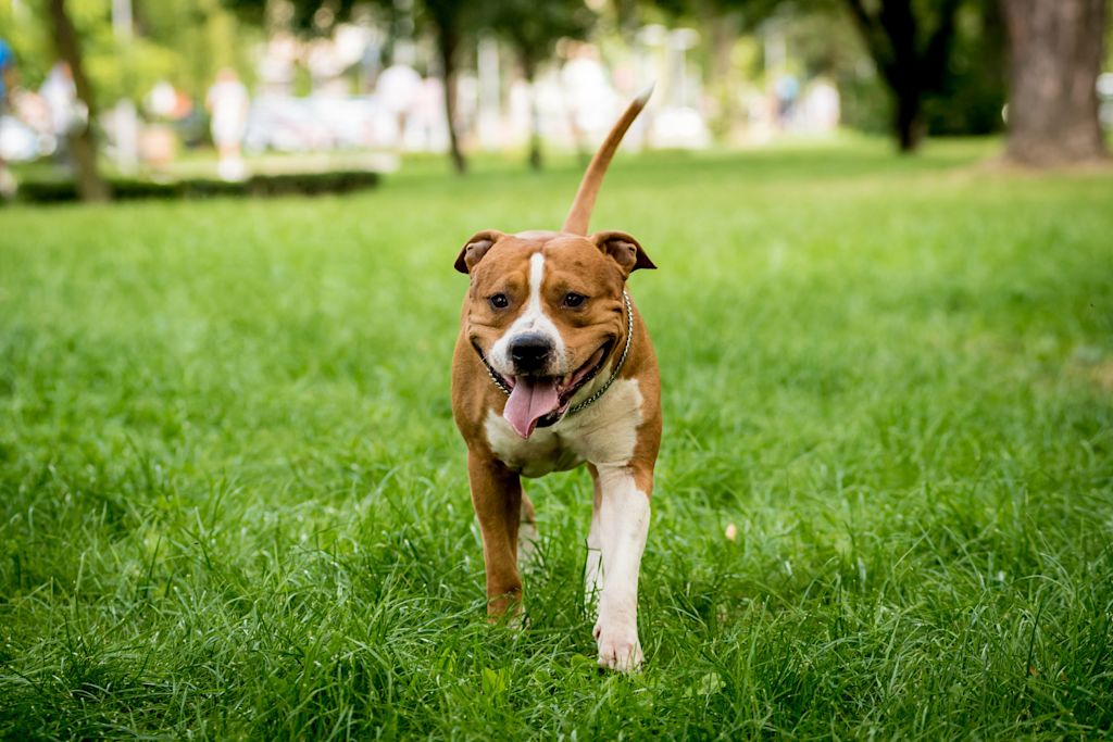 chien americain amstaff
