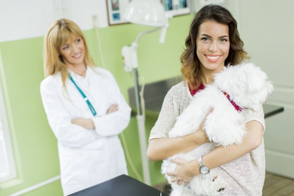 soins chien assurance et mutuelle chien